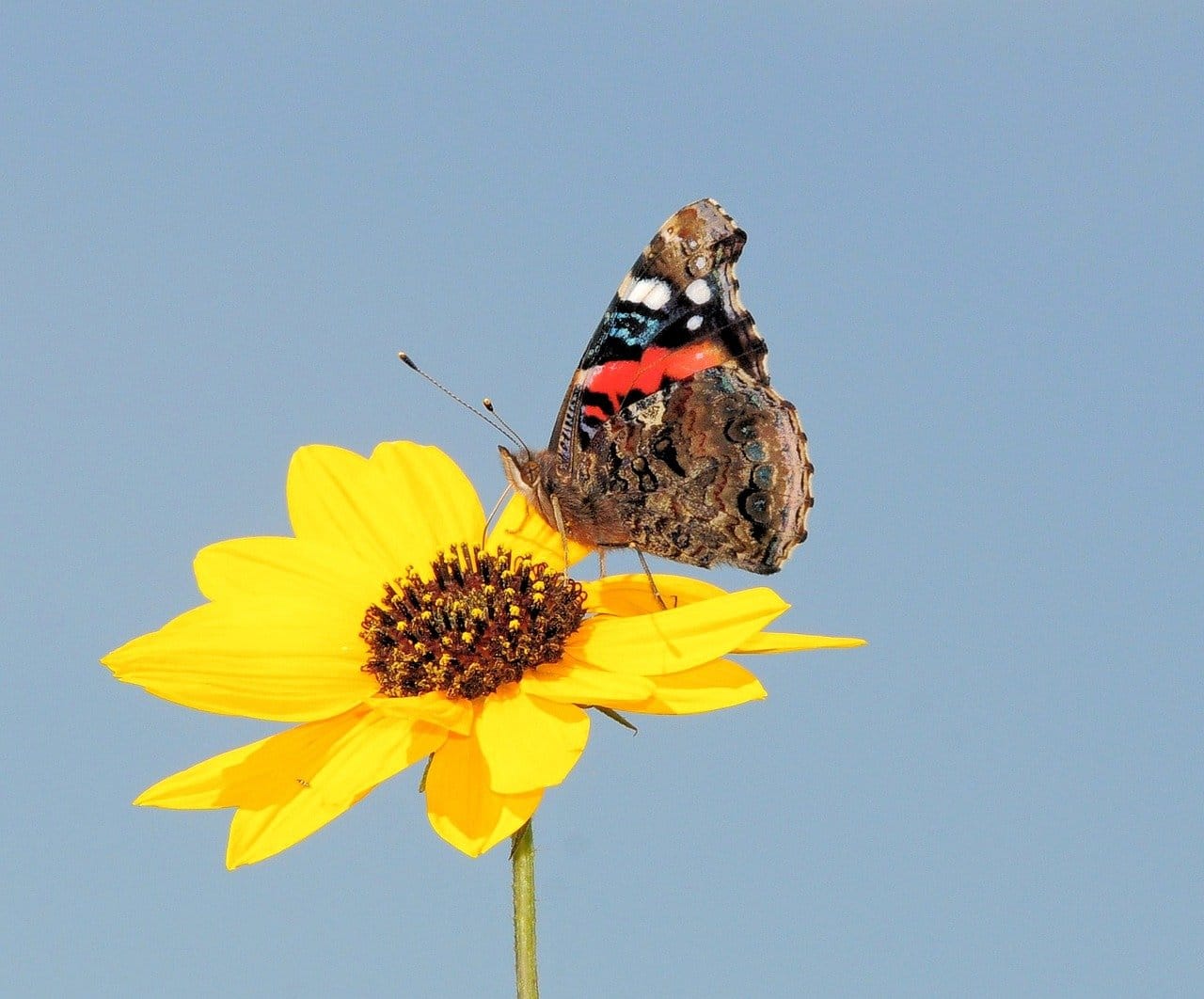 Regenerative Agriculture: A Sustainable Solution for Food Security and Environmental Health