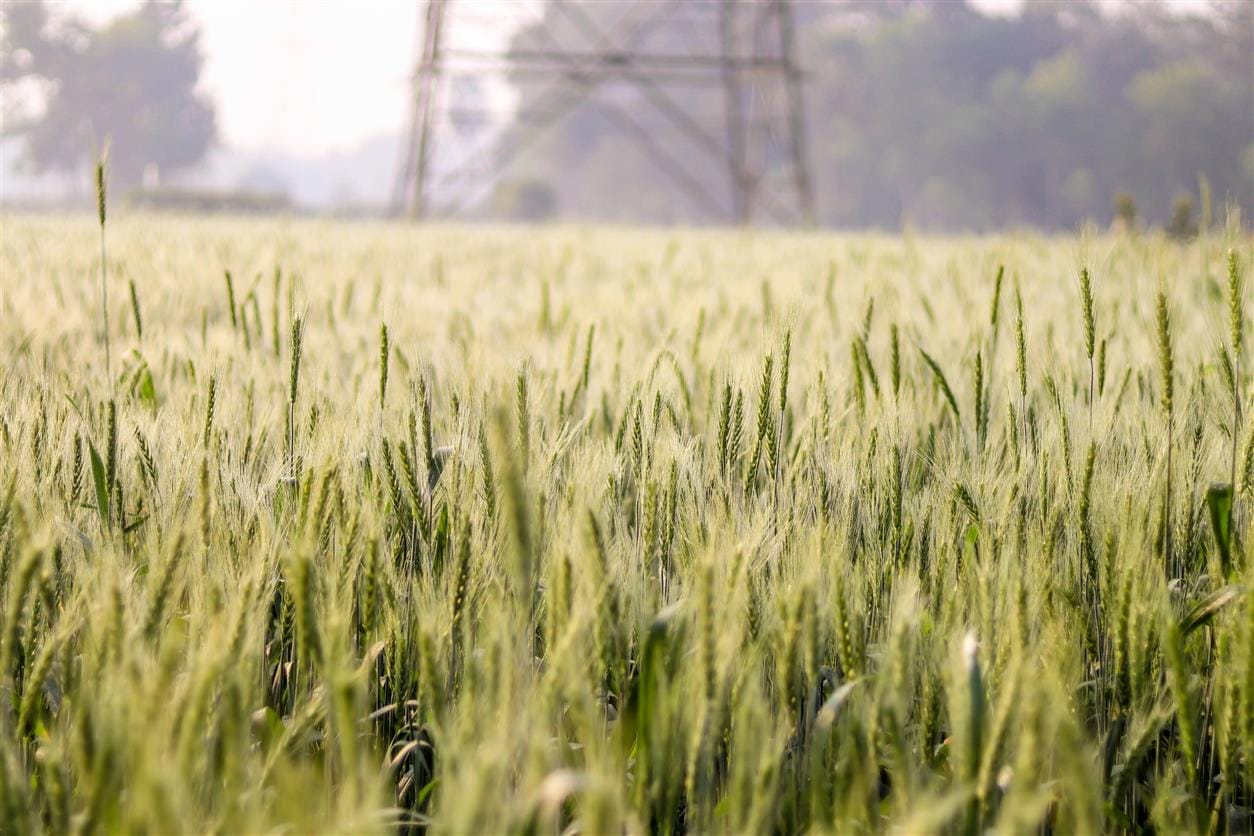 Unlocking the Secrets of Cover Crops: A Guide to Sustainable Farming Practices