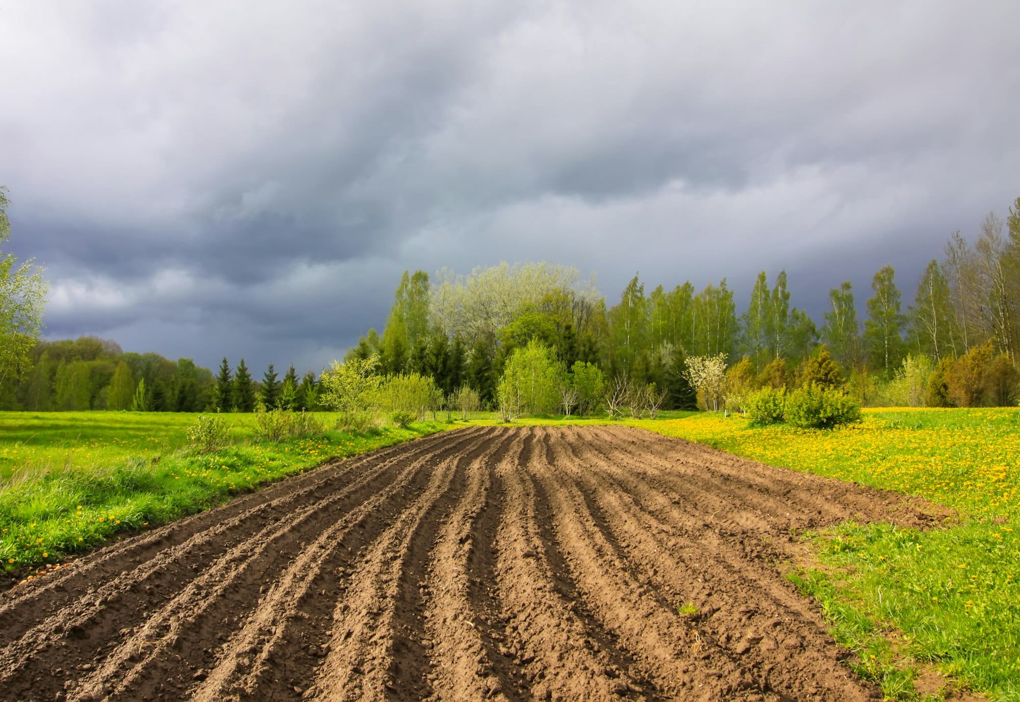 Sufficient EU Funding Essential to Address Agricultural Crisis - Krauze
