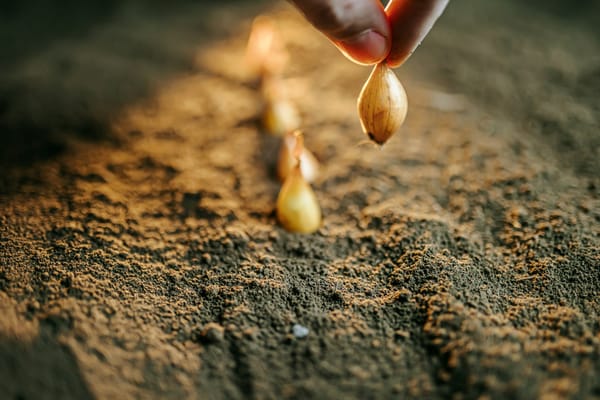 The Promise of Regenerative Agriculture: Sustainable Solutions for the Future of Farming