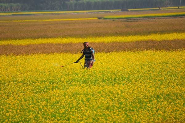 EPA Issues Emergency Order Halting Use of Dacthal Pesticide Due to Severe Health Risks