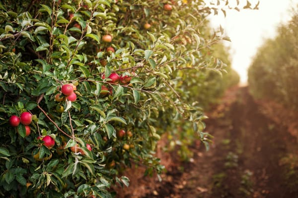 European organic apple production to drop by 15%