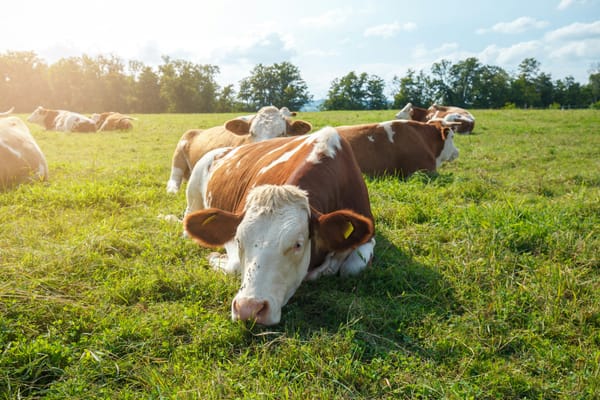 Regenerative Agriculture: Transforming Farming for a Sustainable Future
