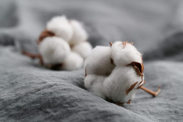 Kay & Emms Introduces Organic Cotton Program at Pakistani Textile Factory