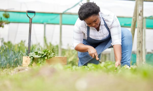 Understanding High Tunnel Use for Growing Vegetables in the Southeast.