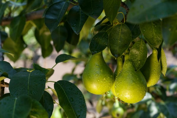 Insufficient organic pear supply expected by December without proper planning in Belgium