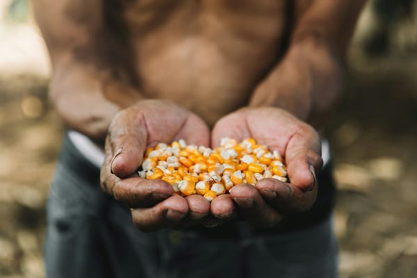 NAIC Delivers N101 Trillion in Insurance Coverage for Agricultural Projects Over Five Years