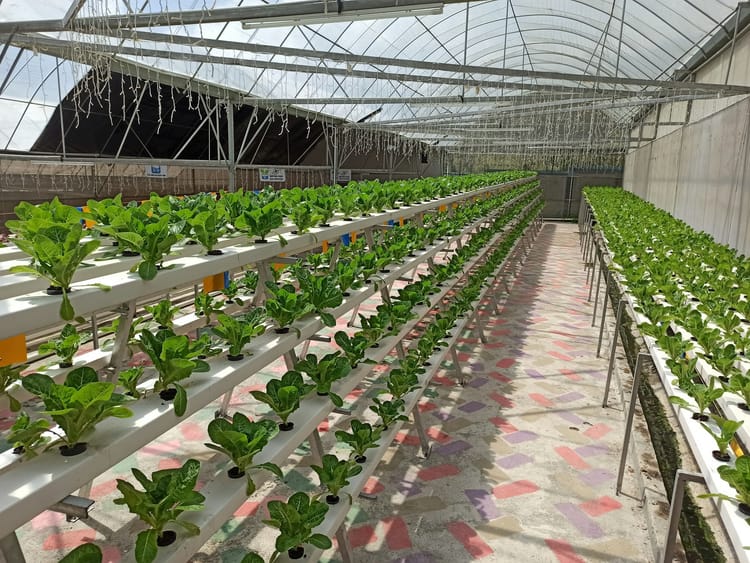 UiTM & TechnoDex Agritech Initiative Aims to Enhance Food Security and Support B40 Farmers