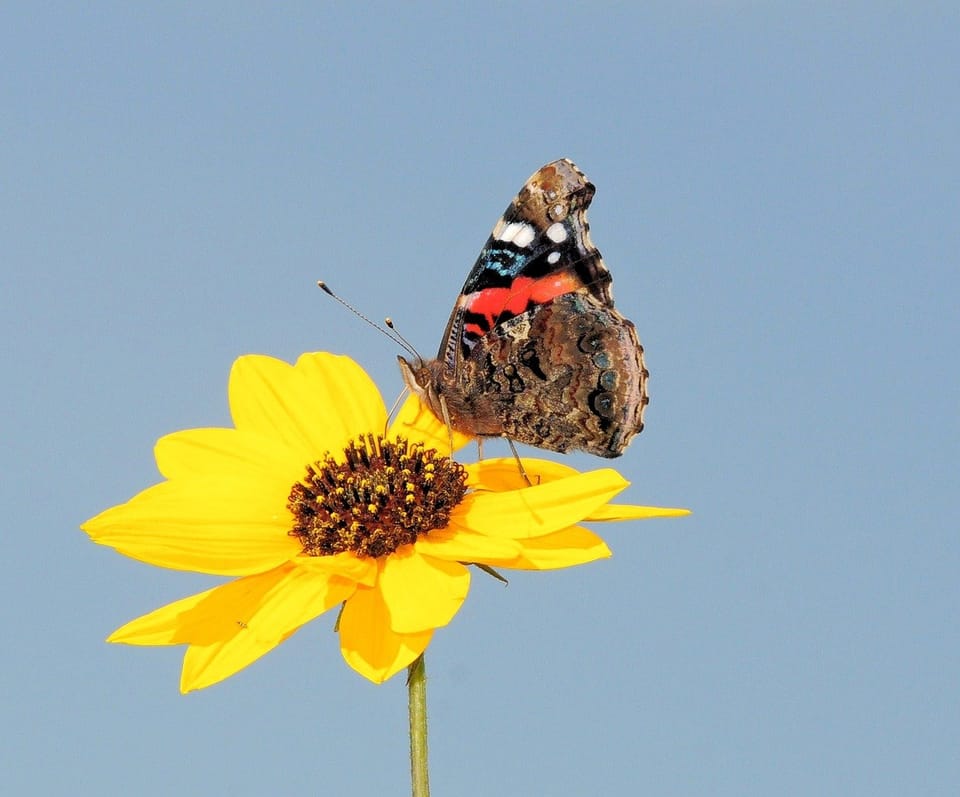 Regenerative Agriculture: A Sustainable Solution for Food Security and Environmental Health