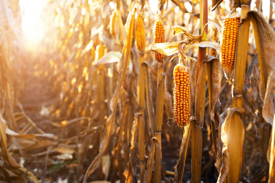 CIMMYT urges for direct agricultural investment to tackle Sudan’s food crisis