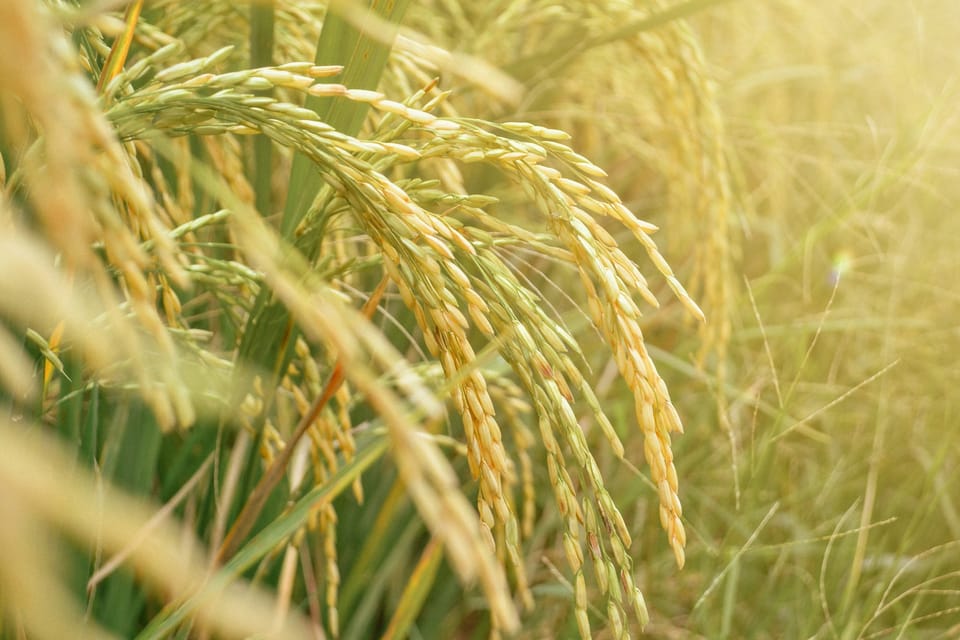 Paddy variety conservationist from Dakshina Kannada calls for increased support for organic farming from public and government.