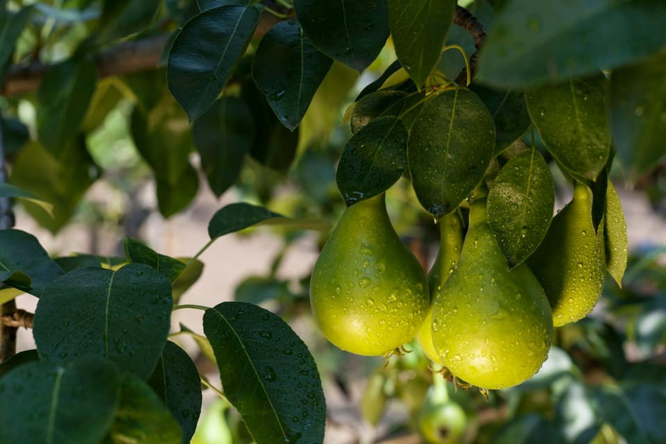Insufficient organic pear supply expected by December without proper planning in Belgium