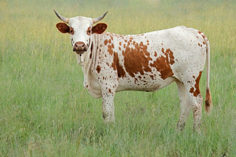 Steenhuisen’s Appointment: A Source of Hope or Concern for South African Agriculture?