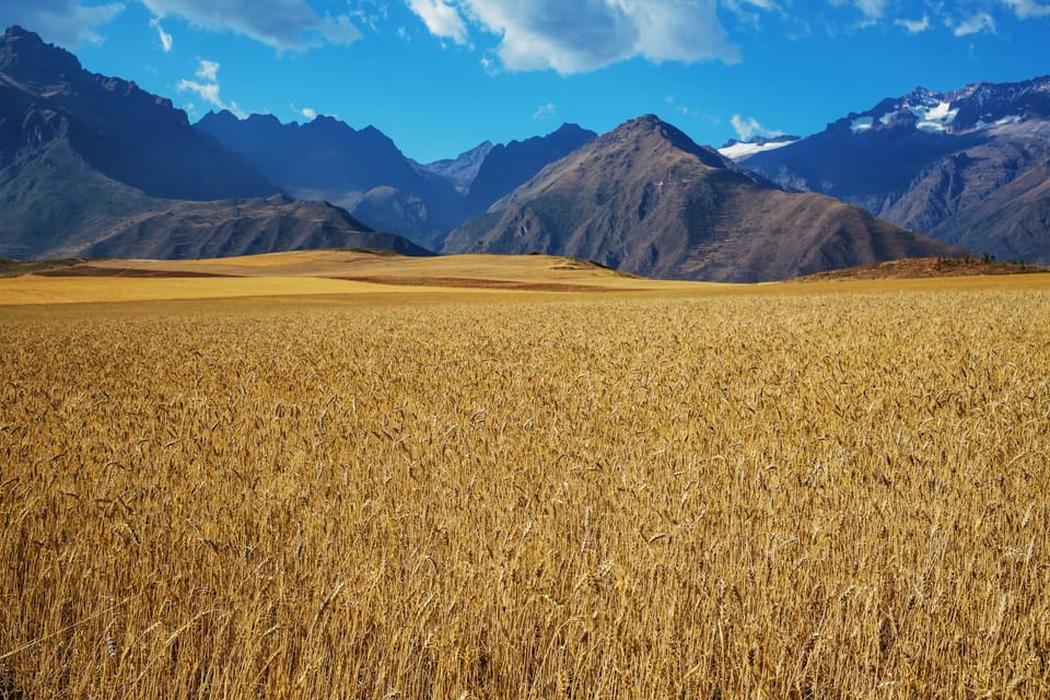 Narendra 09: The Wheat Variety Transforming Uttarakhand's Agricultural Landscape
